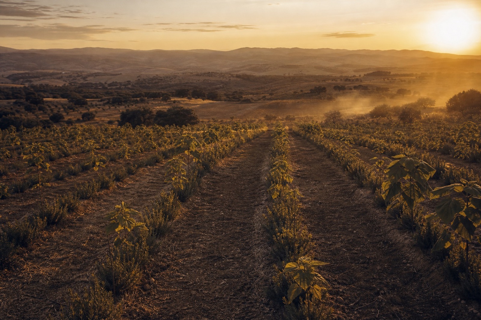 Paulownia-Agroforstwirtschaft in Zentralportugal im goldenen Abendlicht für Kiri Verde — Golden-hour Paulownia agroforestry plantation in central Portugal for Kiri Verde